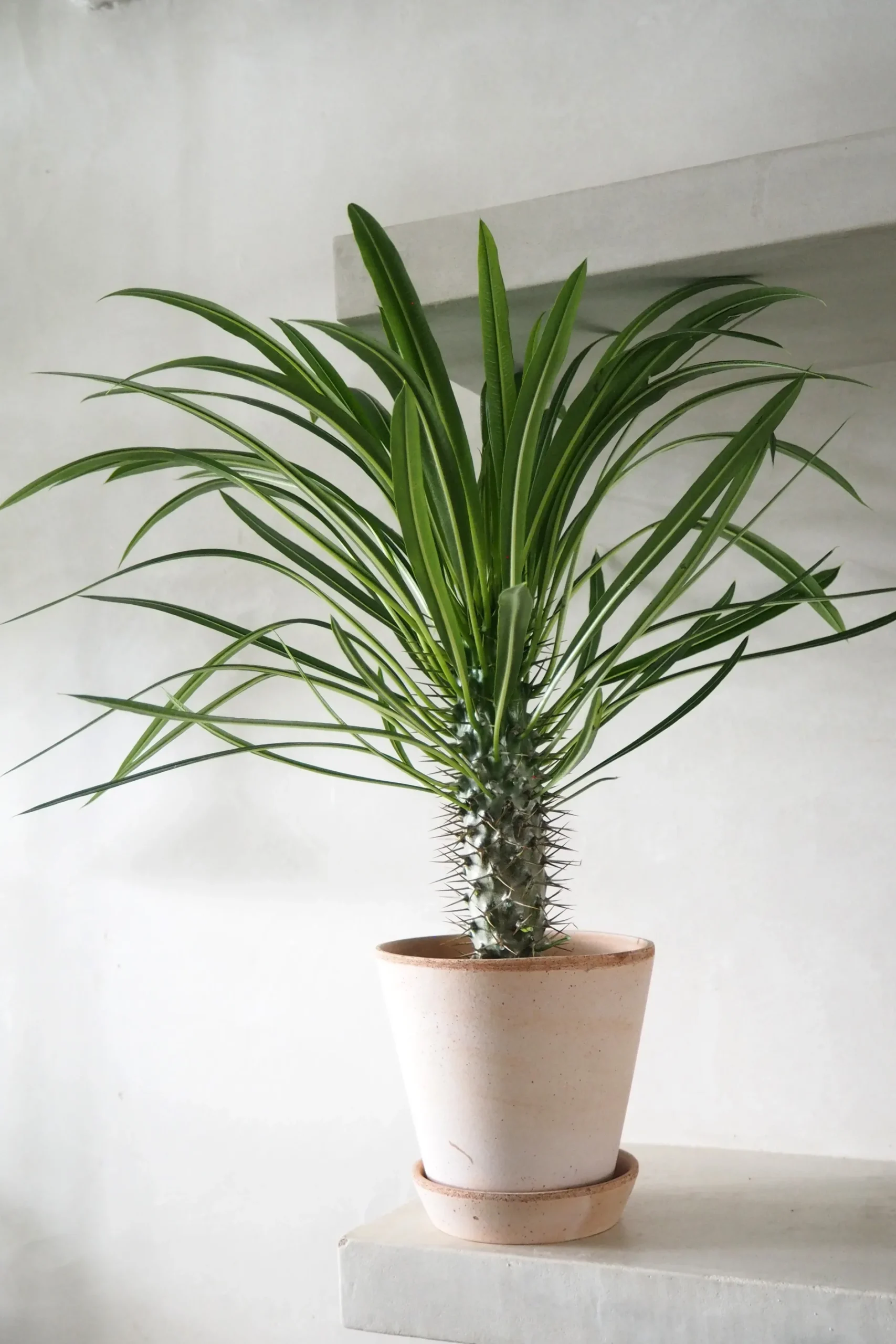 Ørkenplanter Og Knoldplanter^PLANT Madagaskar Palme, stor