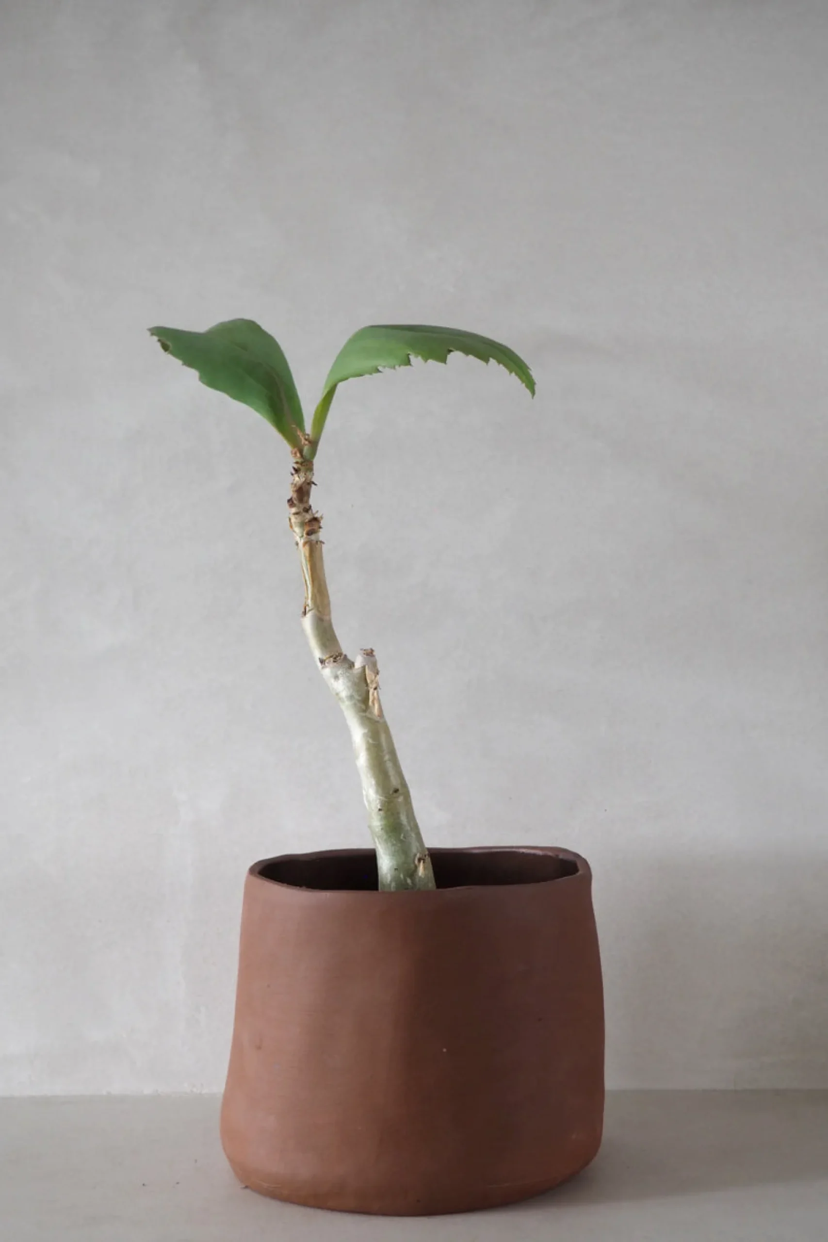 Håndlavede Krukker^PLANT Maitoinen krukke