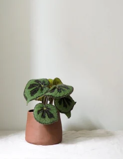 Håndlavede Krukker^PLANT Maitoinen krukke