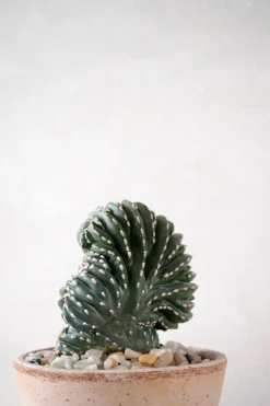 Ørkenplanter Og Knoldplanter|Danskavlede Planter^PLANT Marginatocereus Cristata