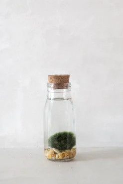 Planter I Vand|Tropiske Planter^PLANT Marimo Moskugle i flaske