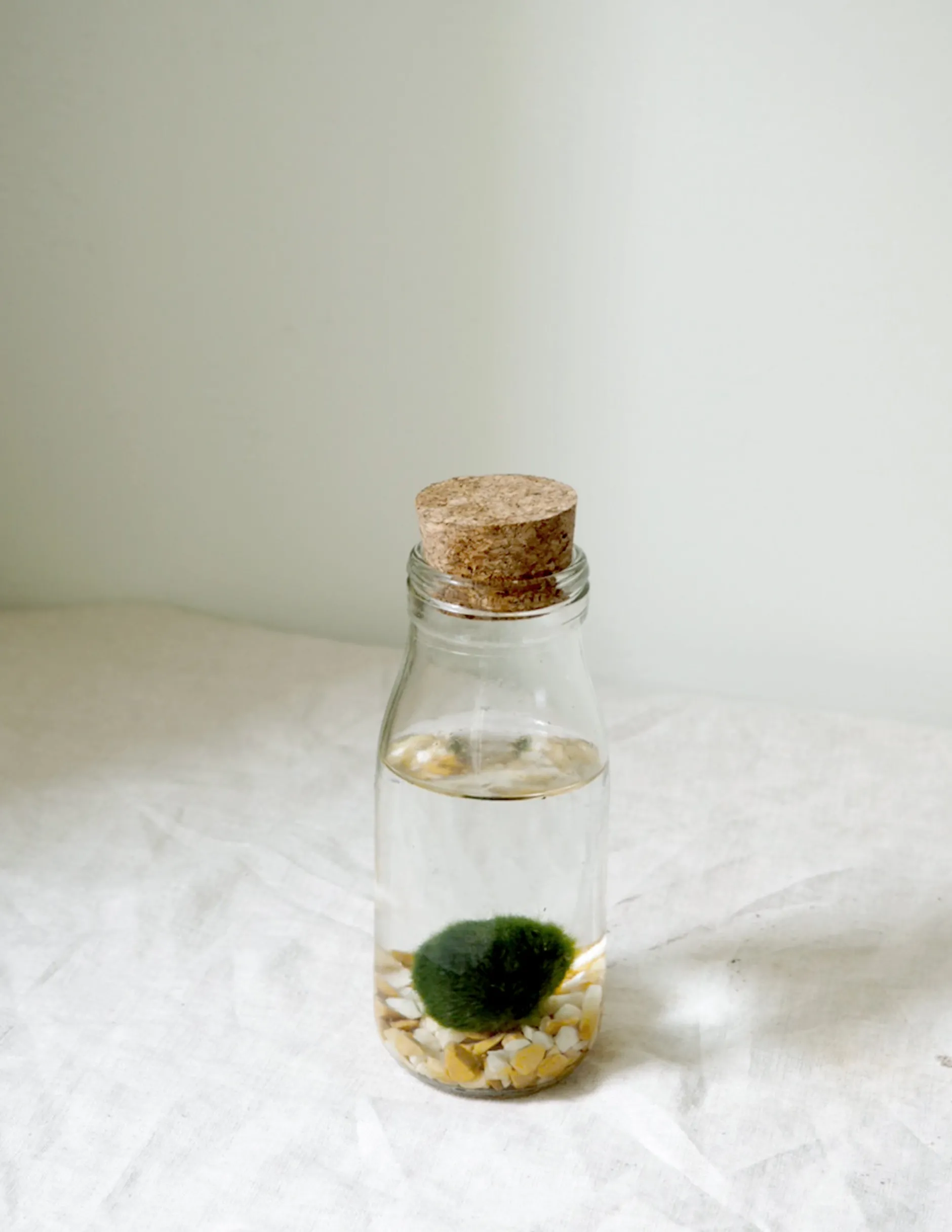 Planter I Vand|Tropiske Planter^PLANT Marimo Moskugle i flaske