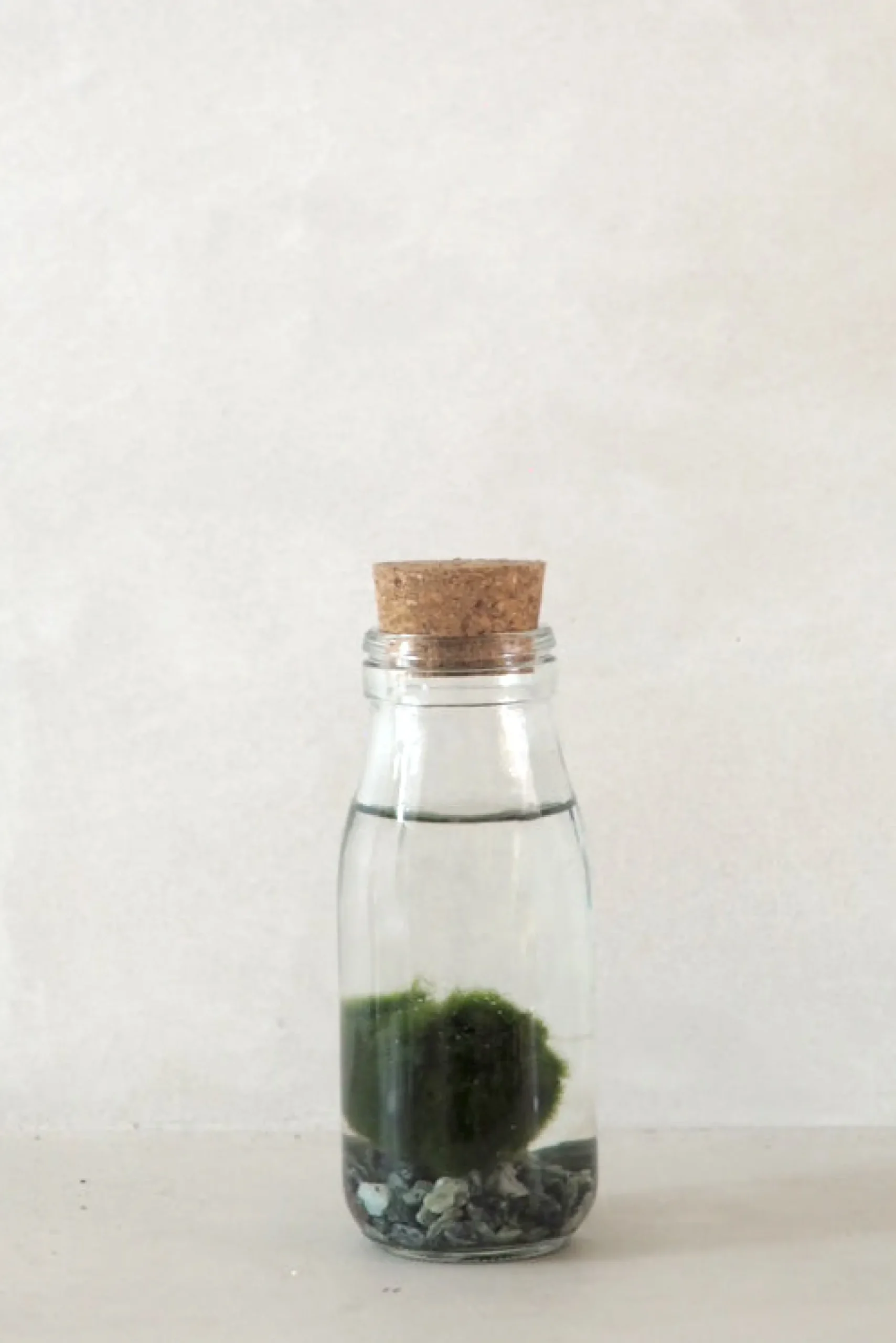 Planter I Vand|Tropiske Planter^PLANT Marimo Moskugle i flaske
