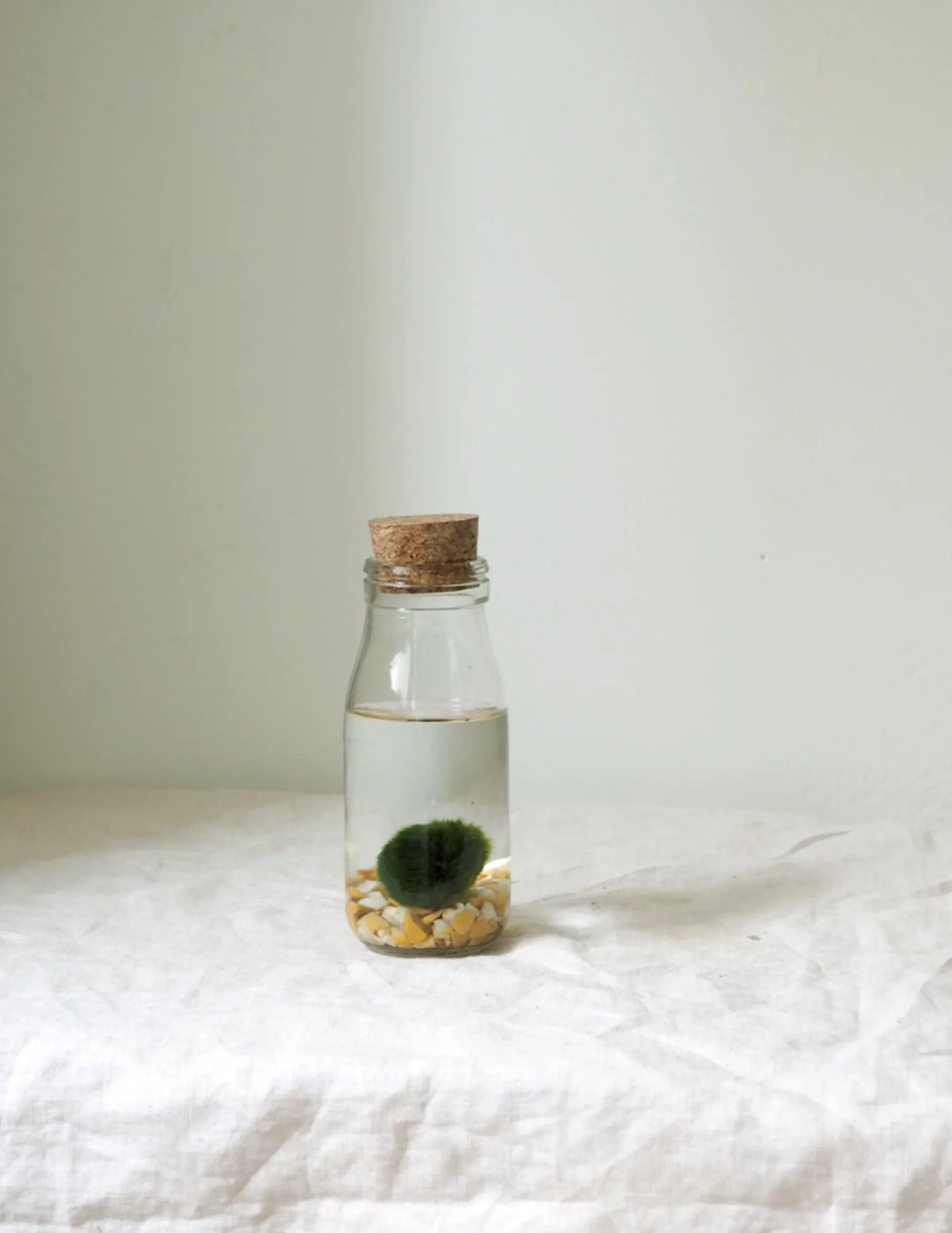 Planter I Vand|Tropiske Planter^PLANT Marimo Moskugle i flaske