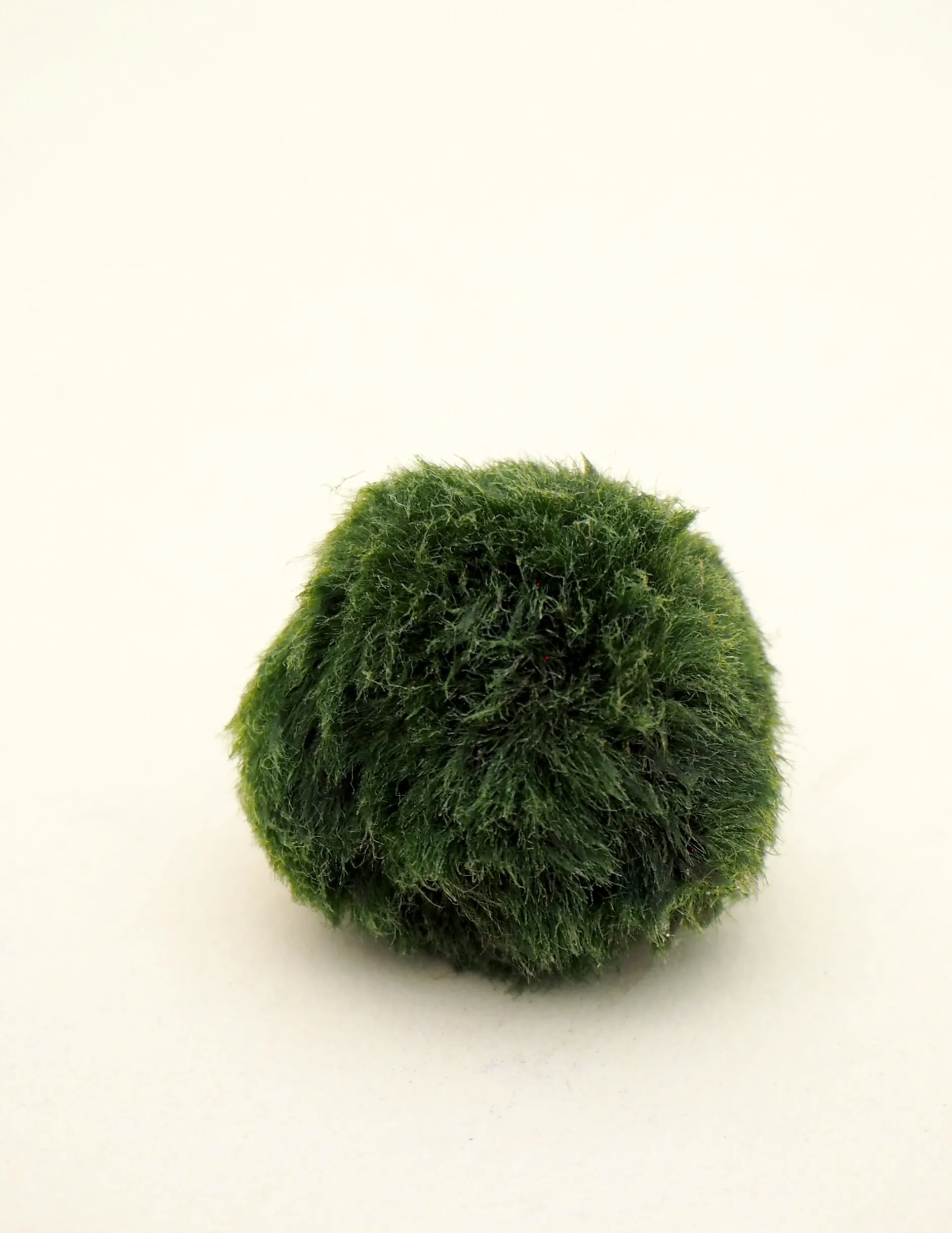Planter I Vand|Tropiske Planter^PLANT Marimo Moskugle i flaske