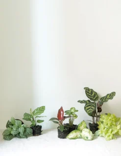 Planter Og Værktøj Til Terrarier|Tropiske Planter^PLANT Minier