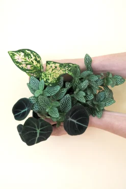 Planter Og Værktøj Til Terrarier|Tropiske Planter^PLANT Minier