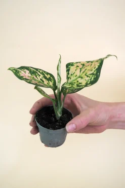 Planter Og Værktøj Til Terrarier|Tropiske Planter^PLANT Minier