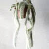 Hængeplanter|Ørkenplanter Og Knoldplanter^PLANT Monkey's Tail kaktus