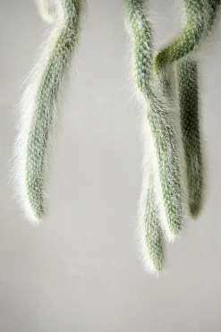 Hængeplanter|Ørkenplanter Og Knoldplanter^PLANT Monkey's Tail kaktus