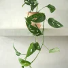 Hængeplanter|Tropiske Planter^PLANT Monstera Acuminata