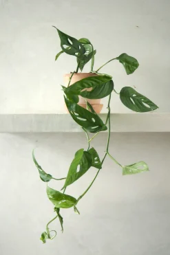 Hængeplanter|Tropiske Planter^PLANT Monstera Acuminata