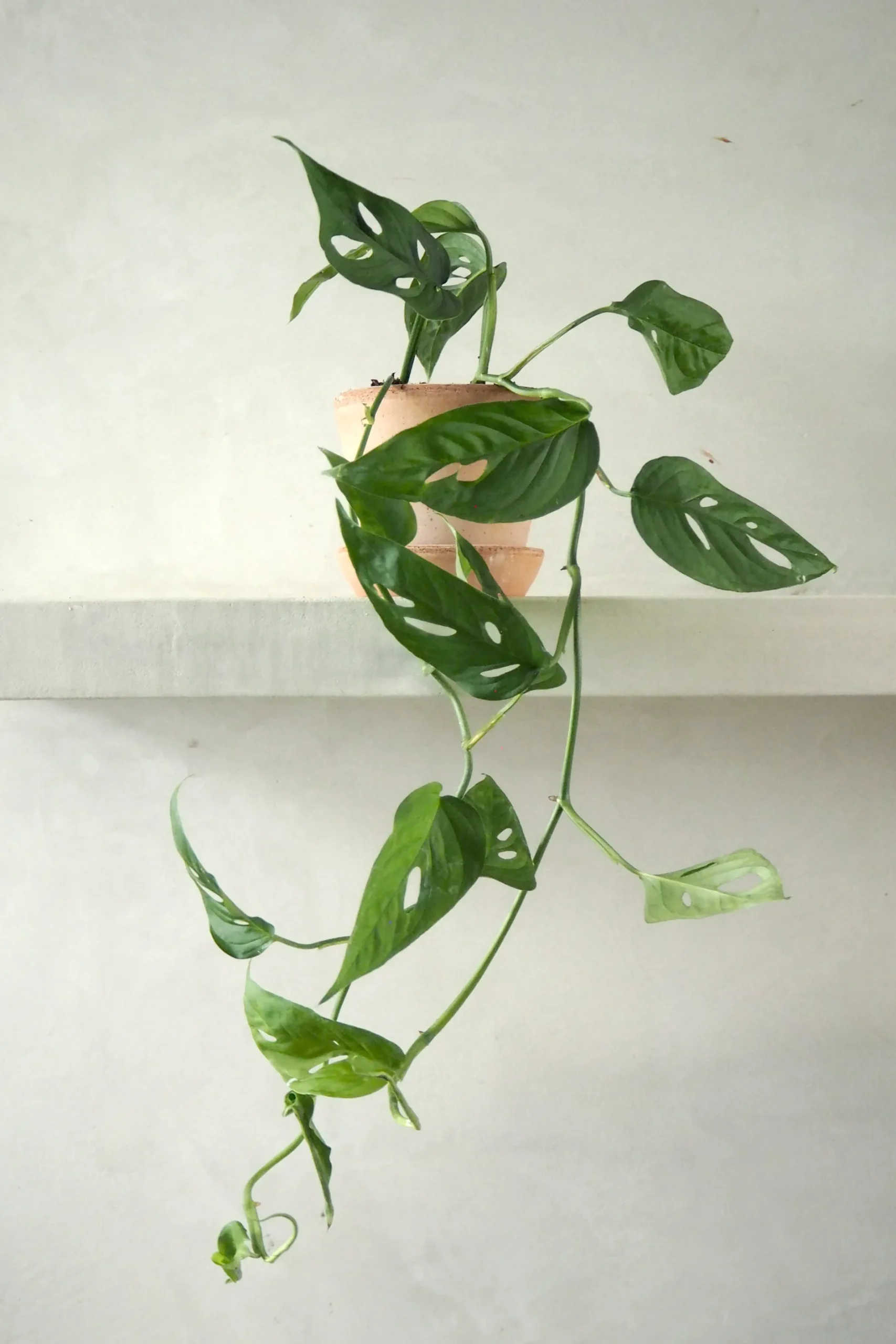 Hængeplanter|Tropiske Planter^PLANT Monstera Acuminata