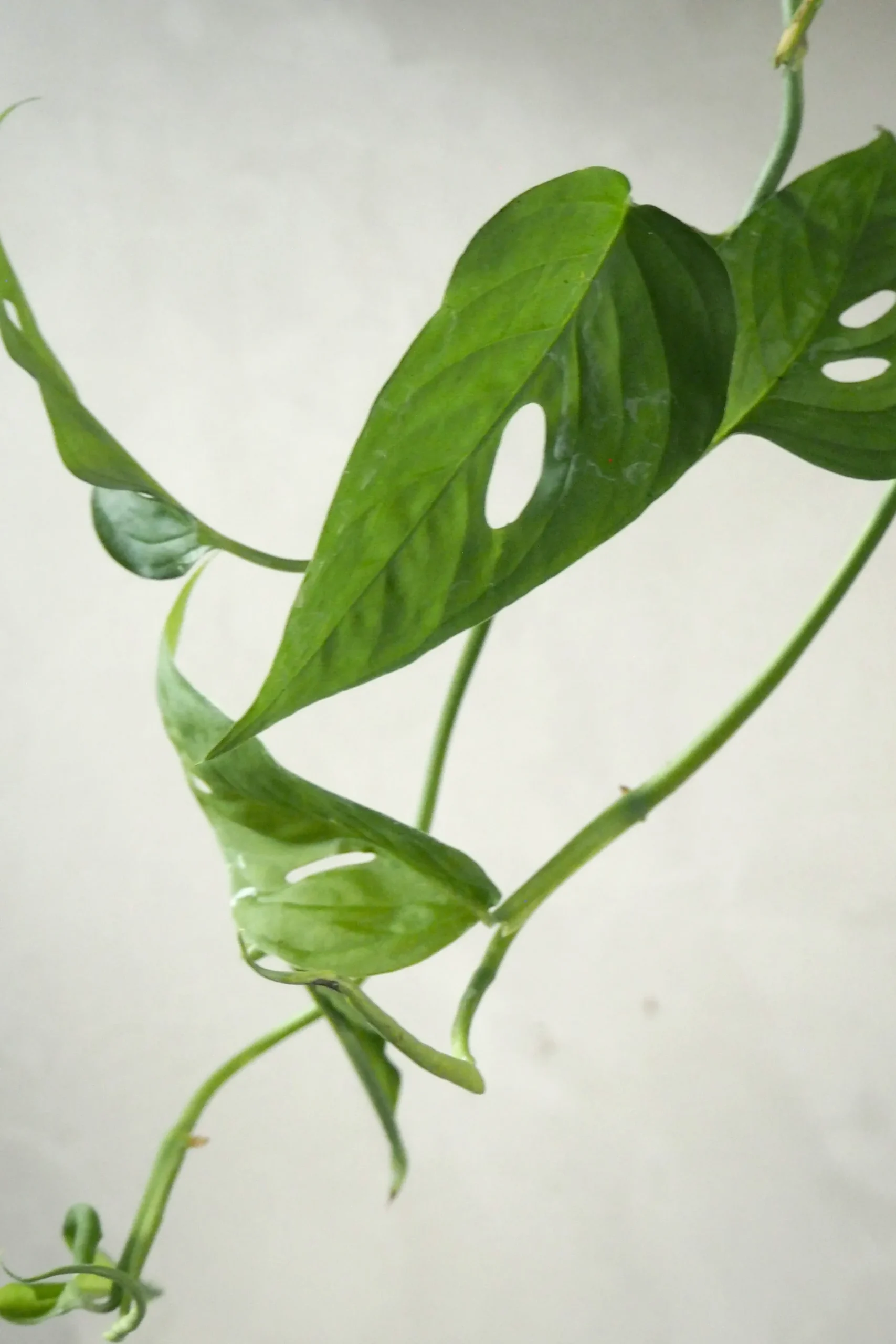 Hængeplanter|Tropiske Planter^PLANT Monstera Acuminata