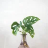 Planter I Vand|Tropiske Planter^PLANT Monstera adansonii i vase, rosa