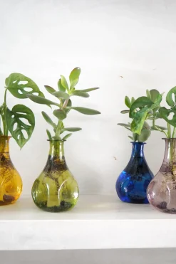 Planter I Vand|Tropiske Planter^PLANT Monstera adansonii i vase, rosa