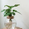 Planter I Vand^PLANT Monstera i glaskolbe