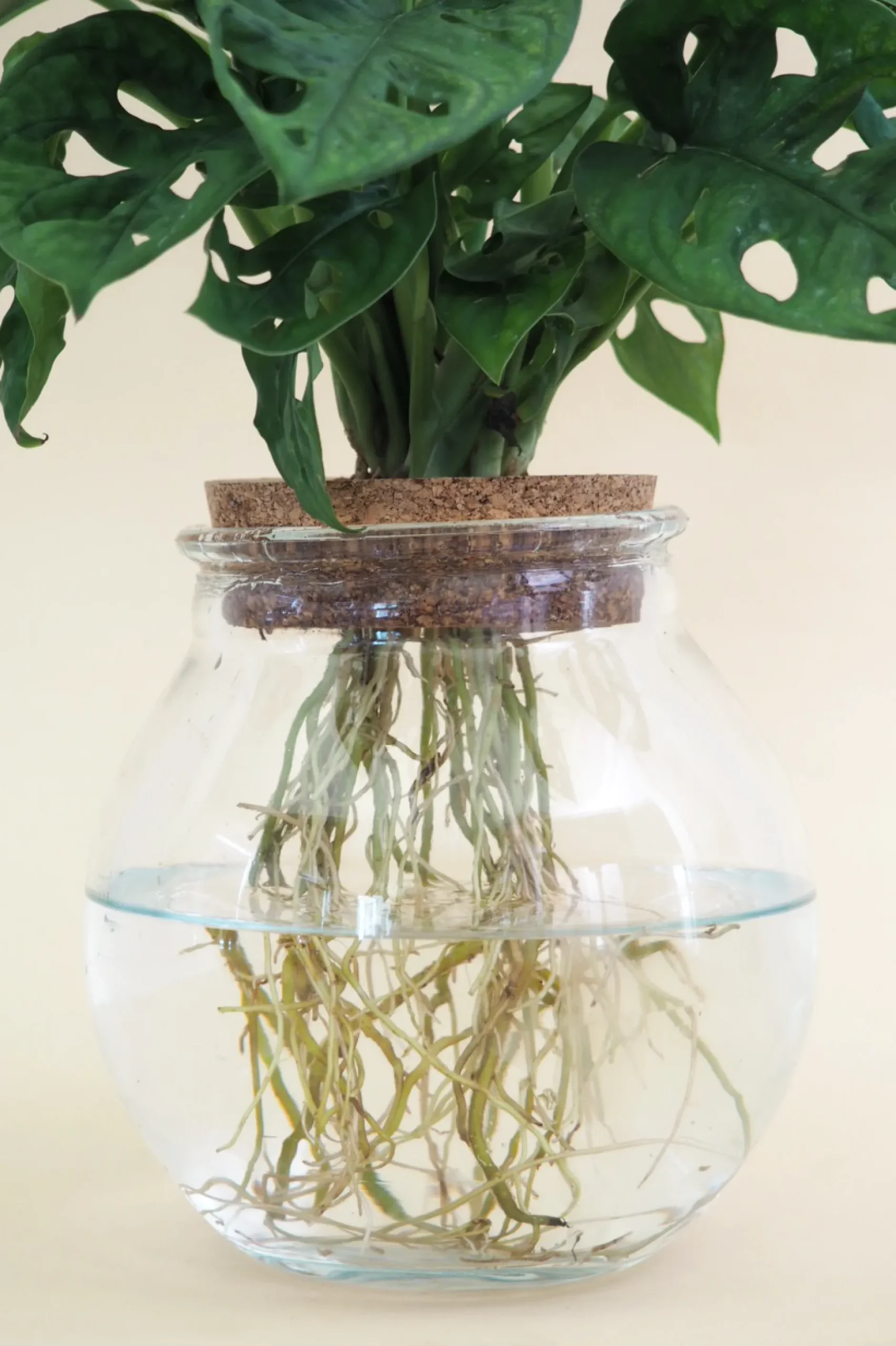 Planter I Vand^PLANT Monstera i glaskolbe