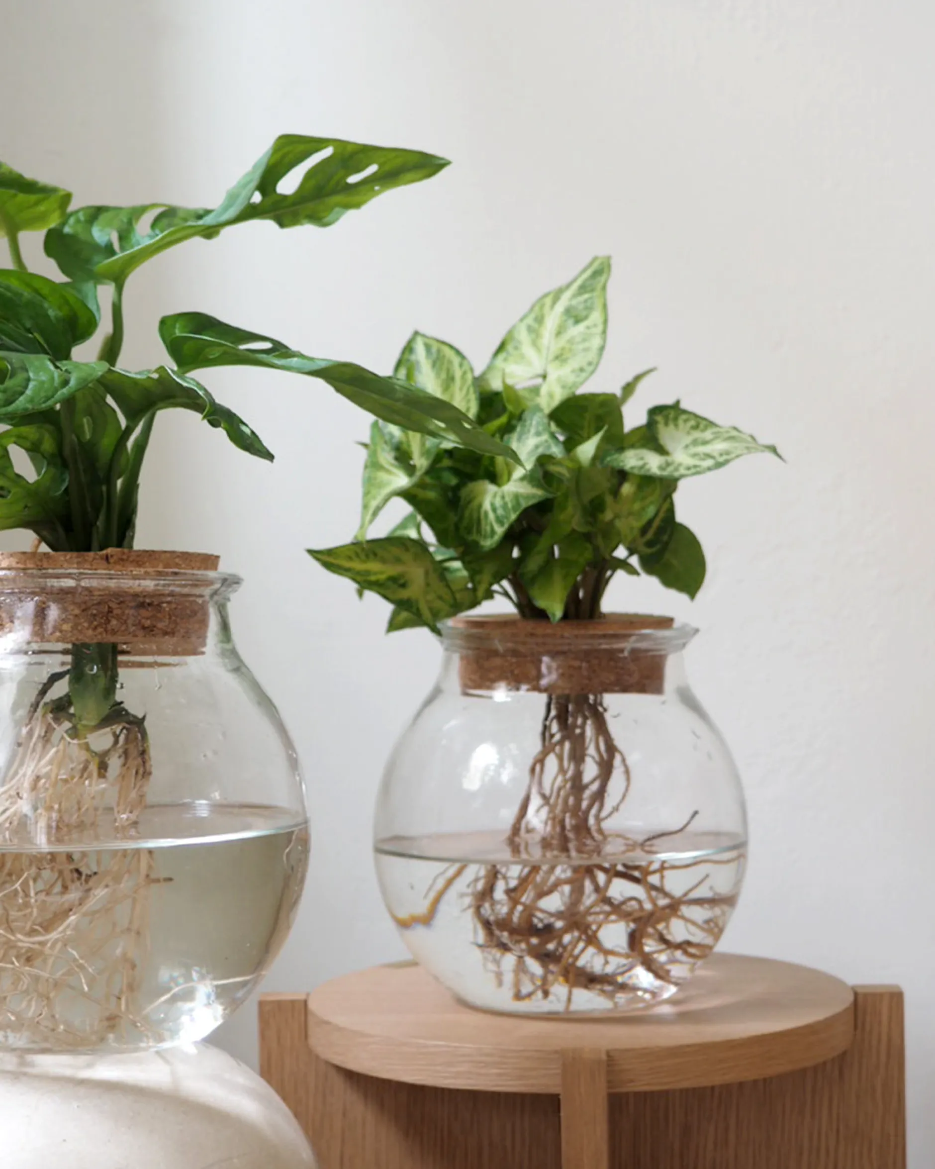 Planter I Vand^PLANT Monstera i glaskolbe