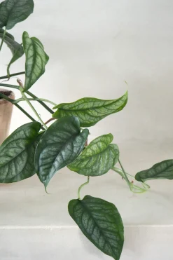 Hængeplanter|Tropiske Planter^PLANT Monstera siltepecana