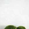 Terrarie Diy Kit|Planter Og Værktøj Til Terrarier^PLANT Mos