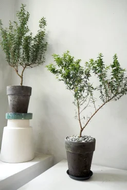 Danskavlede Planter^PLANT Myrtel, stor