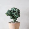 Ørkenplanter Og Knoldplanter|Danskavlede Planter^PLANT Myrtillocactus geometrizans cr. minor