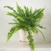 Tropiske Planter^PLANT Nyrebregne