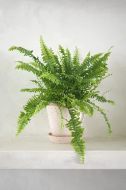 Tropiske Planter^PLANT Nyrebregne
