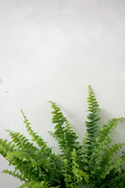 Tropiske Planter^PLANT Nyrebregne