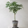 Tropiske Planter^PLANT Opstammet Schefflera
