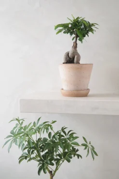 Tropiske Planter^PLANT Opstammet Schefflera