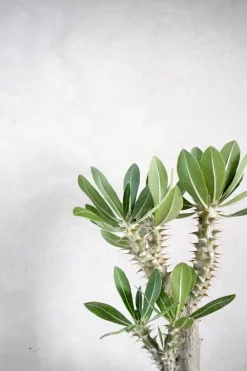 Ørkenplanter Og Knoldplanter^PLANT Pachypodium Horombense