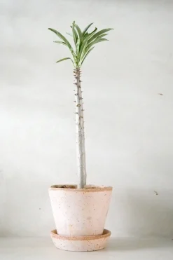 Ørkenplanter Og Knoldplanter^PLANT Pachypodium rutenbergianum