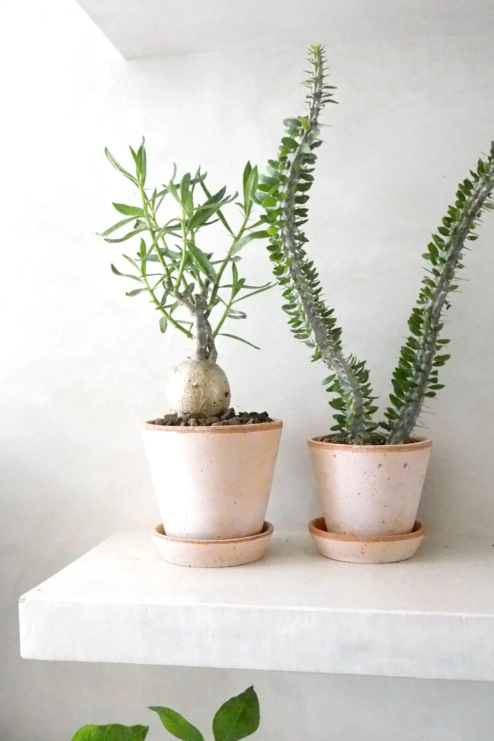Ørkenplanter Og Knoldplanter^PLANT Pachypodium succulentum, stor