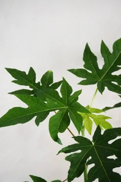 Tropiske Planter|Danskavlede Planter^PLANT Papaya
