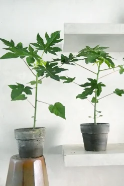 Tropiske Planter|Danskavlede Planter^PLANT Papaya