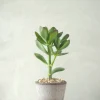 Ørkenplanter Og Knoldplanter|Danskavlede Planter^PLANT Paradistræ
