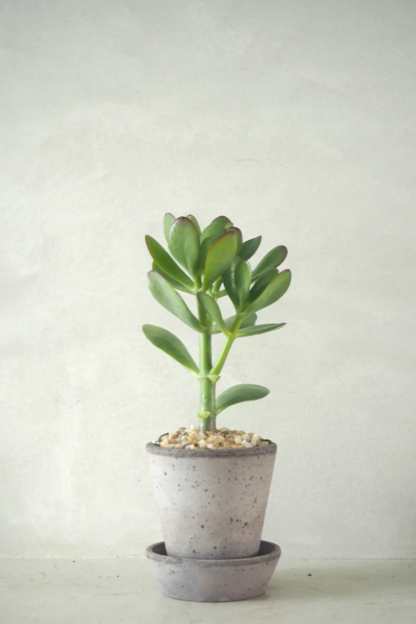 Ørkenplanter Og Knoldplanter|Danskavlede Planter^PLANT Paradistræ