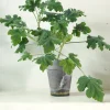 Duftgeranium|Danskavlede Planter^PLANT Pelargonium Chocolate