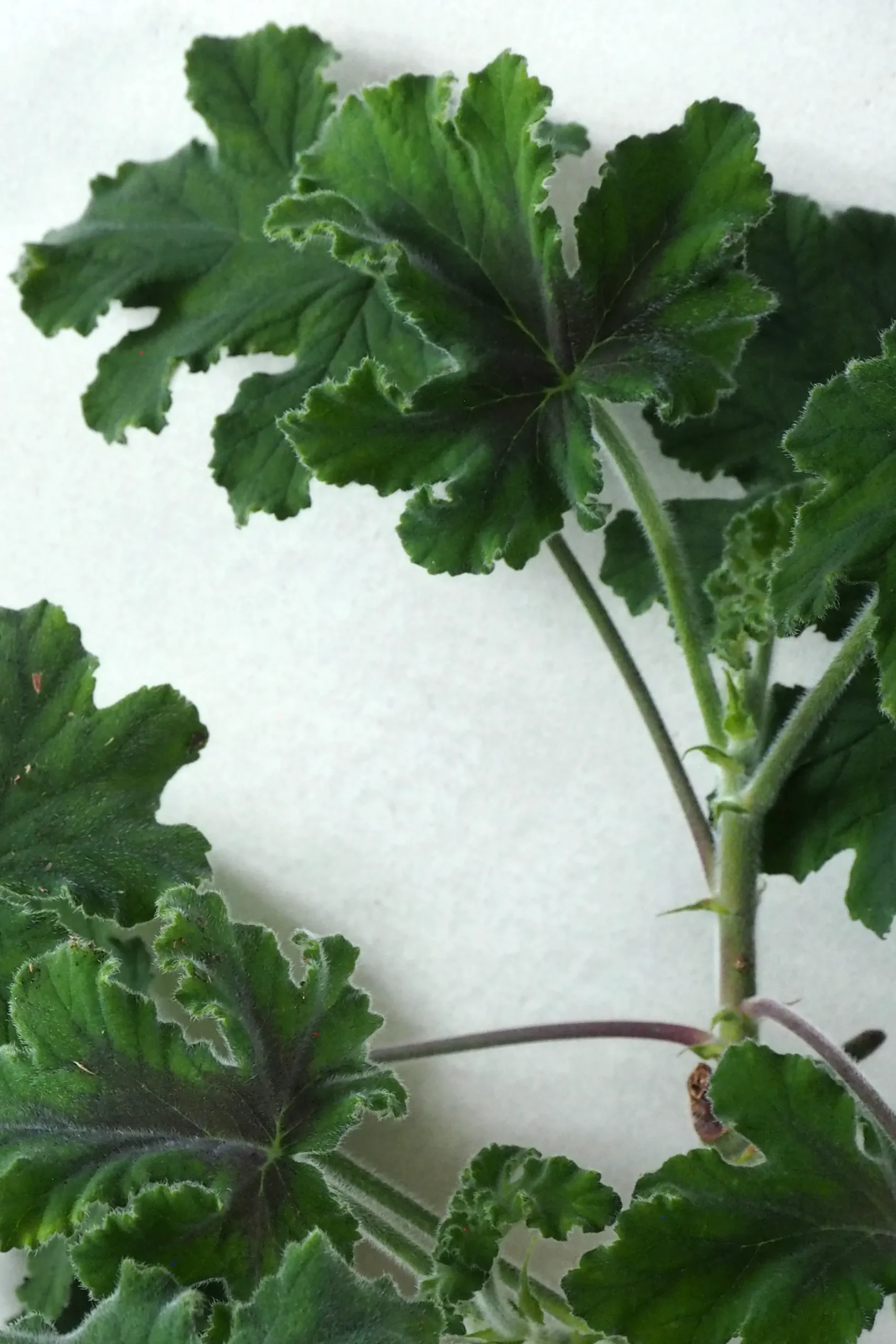 Duftgeranium|Danskavlede Planter^PLANT Pelargonium Chocolate