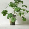 Duftgeranium|Danskavlede Planter^PLANT Pelargonium Tomantose