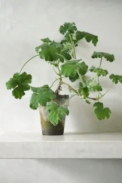 Duftgeranium|Danskavlede Planter^PLANT Pelargonium Tomantose