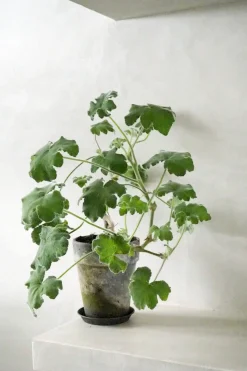 Duftgeranium|Danskavlede Planter^PLANT Pelargonium Tomantose
