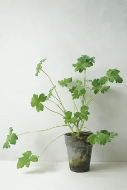 Duftgeranium|Danskavlede Planter^PLANT Pelargonium Tomantose