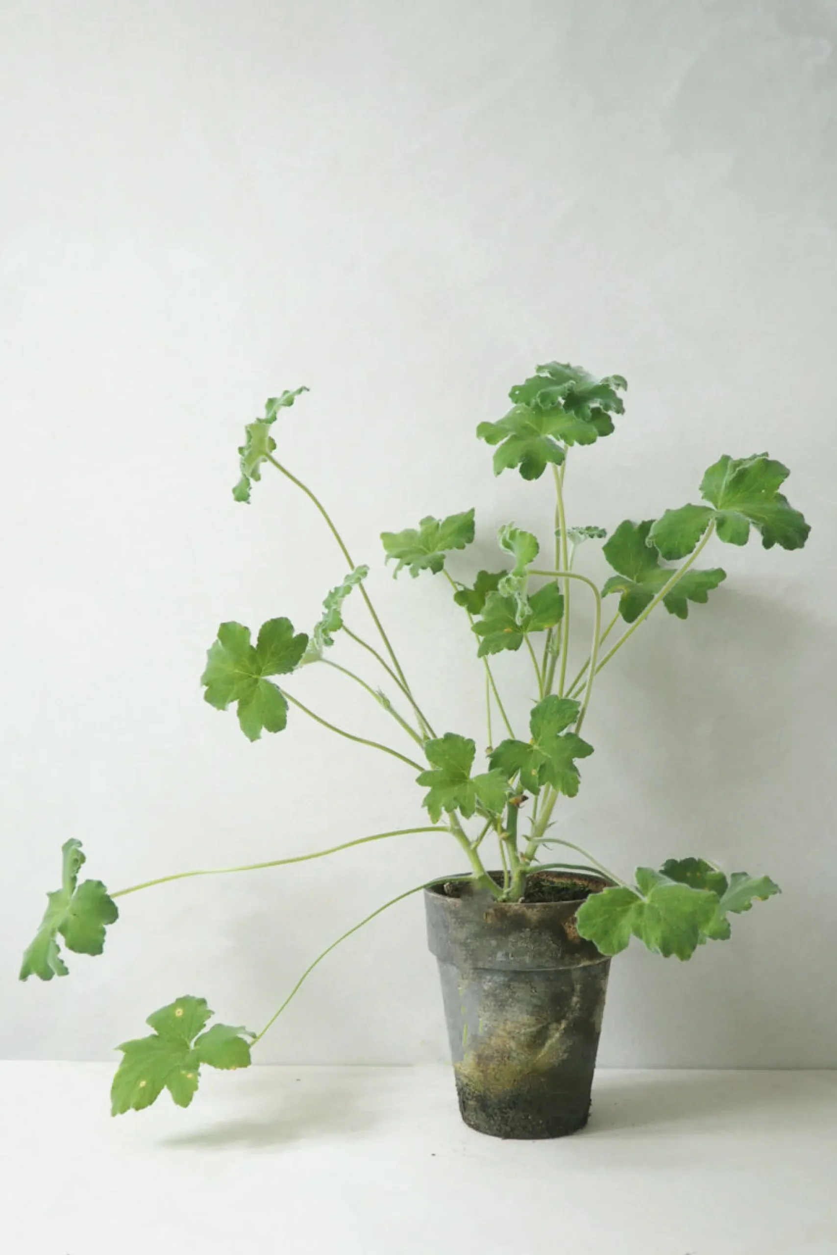 Duftgeranium|Danskavlede Planter^PLANT Pelargonium Tomantose