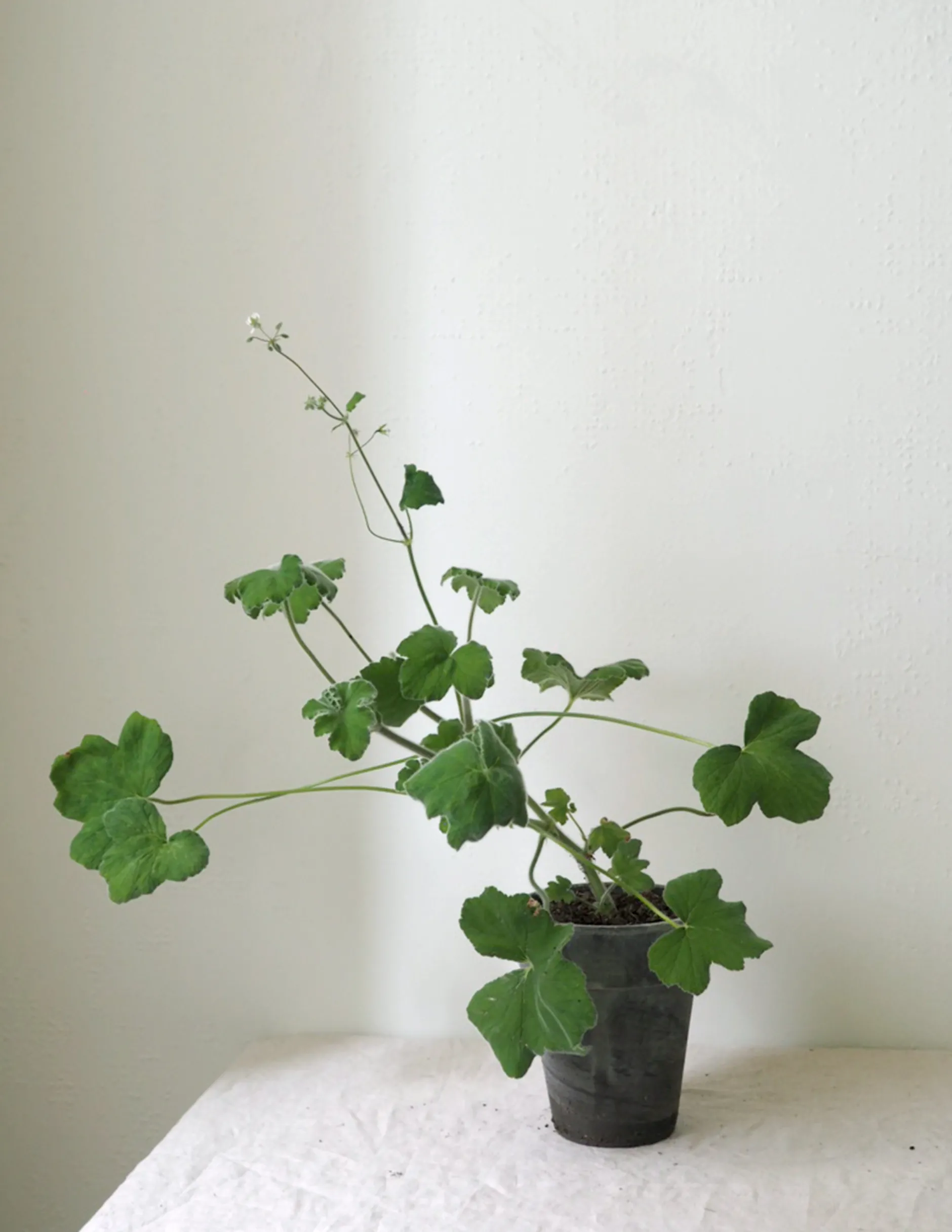 Duftgeranium|Danskavlede Planter^PLANT Pelargonium Tomantose