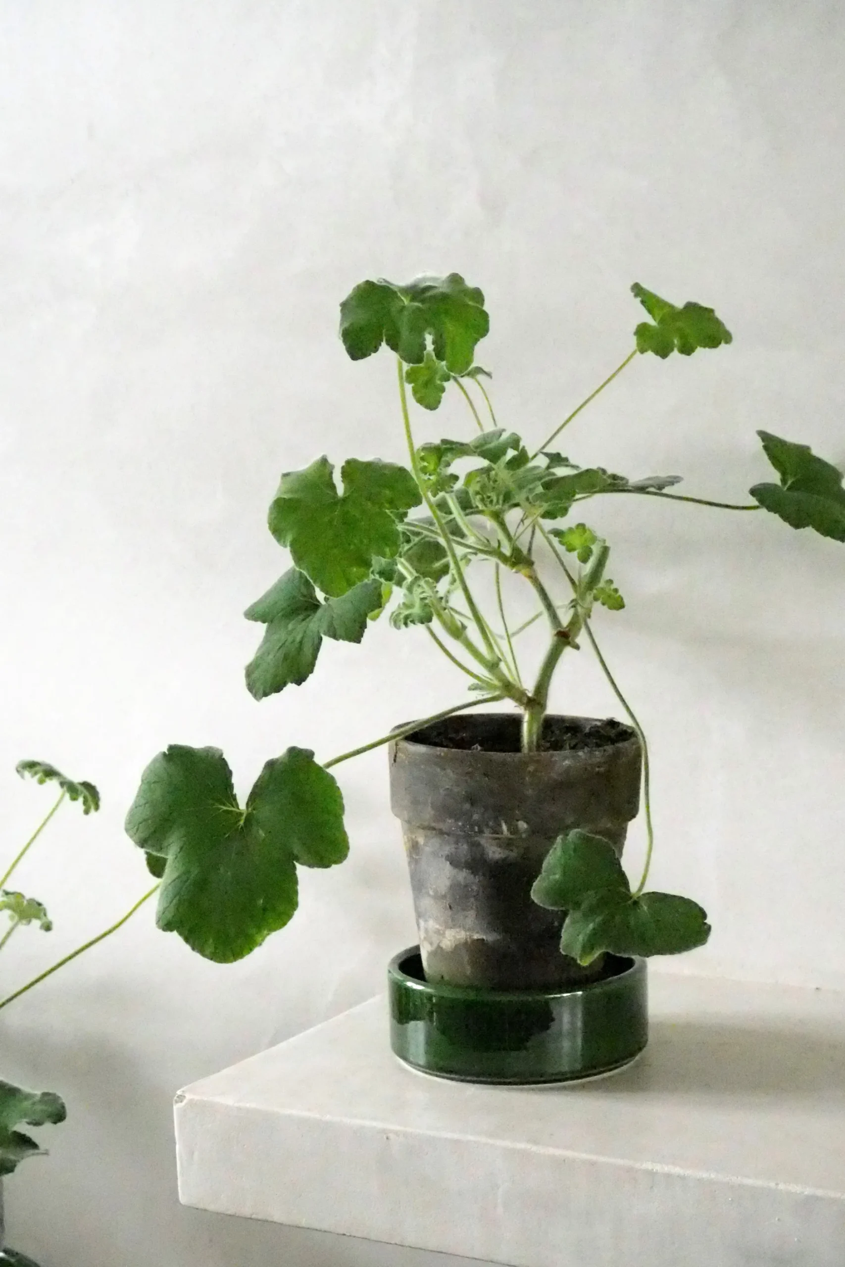 Duftgeranium|Danskavlede Planter^PLANT Pelargonium Tomantose