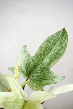 Tropiske Planter|Danskavlede Planter^PLANT Philodendron Florida Ghost