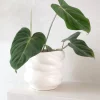 Tropiske Planter^PLANT Philodendron Gloriosum